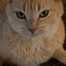 Kitty Campbell Photo 19