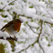 Robin Earley Photo 12