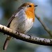Robin Robins Photo 21