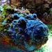 Ray Opfer Photo 1