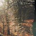 Judy Wood Photo 15