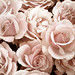 Rose Tuttle Photo 14