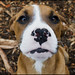 Benjamin Sweet Photo 14