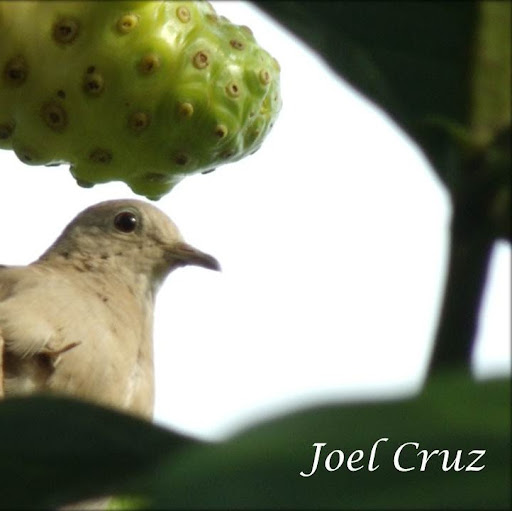 Joel Cruz Photo 29