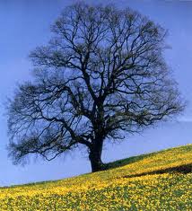 Paul Morand Photo 16