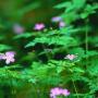 Maria Scotto Photo 38