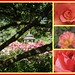 Rose Bloom Photo 20
