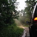 Stephen Forest Photo 18