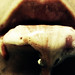 Betsy Sharp Photo 8