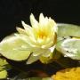 Martha Howell Photo 9