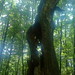 Nancy Fiske Photo 8