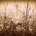 Valerie Frost Photo 9