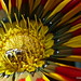 Christian Flores Photo 7