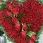 Mohammad Hanif Photo 17