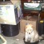 Vicki Chapman Photo 12