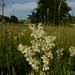 Blanch Watson Photo 12
