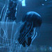 Jenny Hong Photo 11