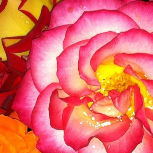 Heidi Gifford Photo 7
