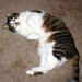 Cindy Roll Photo 9
