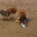 Kent Duren Photo 7