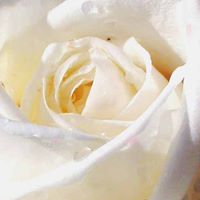 Fatima Baig Photo 19