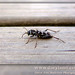 Daryl Long Photo 26