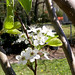 Nelson Bloom Photo 8