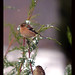 Noel Pinson Photo 4