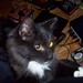 Reginald Reginald Photo 7