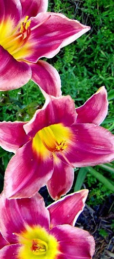 Elizabeth Mcwilliams Photo 34
