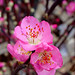 Cynthia Vines Photo 13
