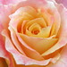 Julie Rose Photo 11