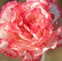 Catherine Roberts Photo 36