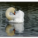 Scott Swan Photo 23