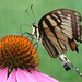 Richard Gentile Photo 21