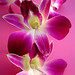 Rosa Light Photo 9