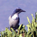 Jay Bush Photo 21