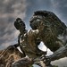 David Livingston Photo 20