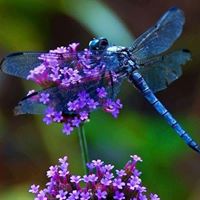 Annette Newton Photo 7