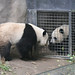 Sheng Lin Photo 29
