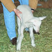 Frank Lamb Photo 31
