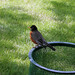 Regina Robins Photo 11