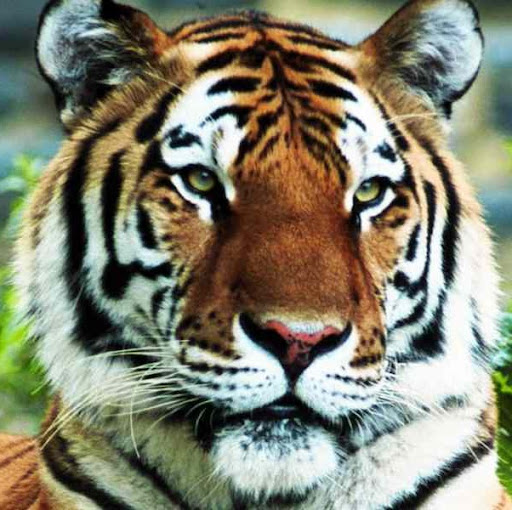 Sarah Tiger Photo 5