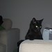 Harris Short Photo 9