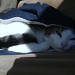 Will Short Photo 35