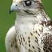 Jonathan Falconer Photo 11
