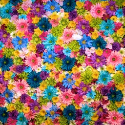 Julie Higgins Photo 36