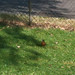 Robin Reel Photo 21
