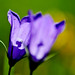 Flora Holliday Photo 6
