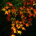 Ling Wu Photo 24